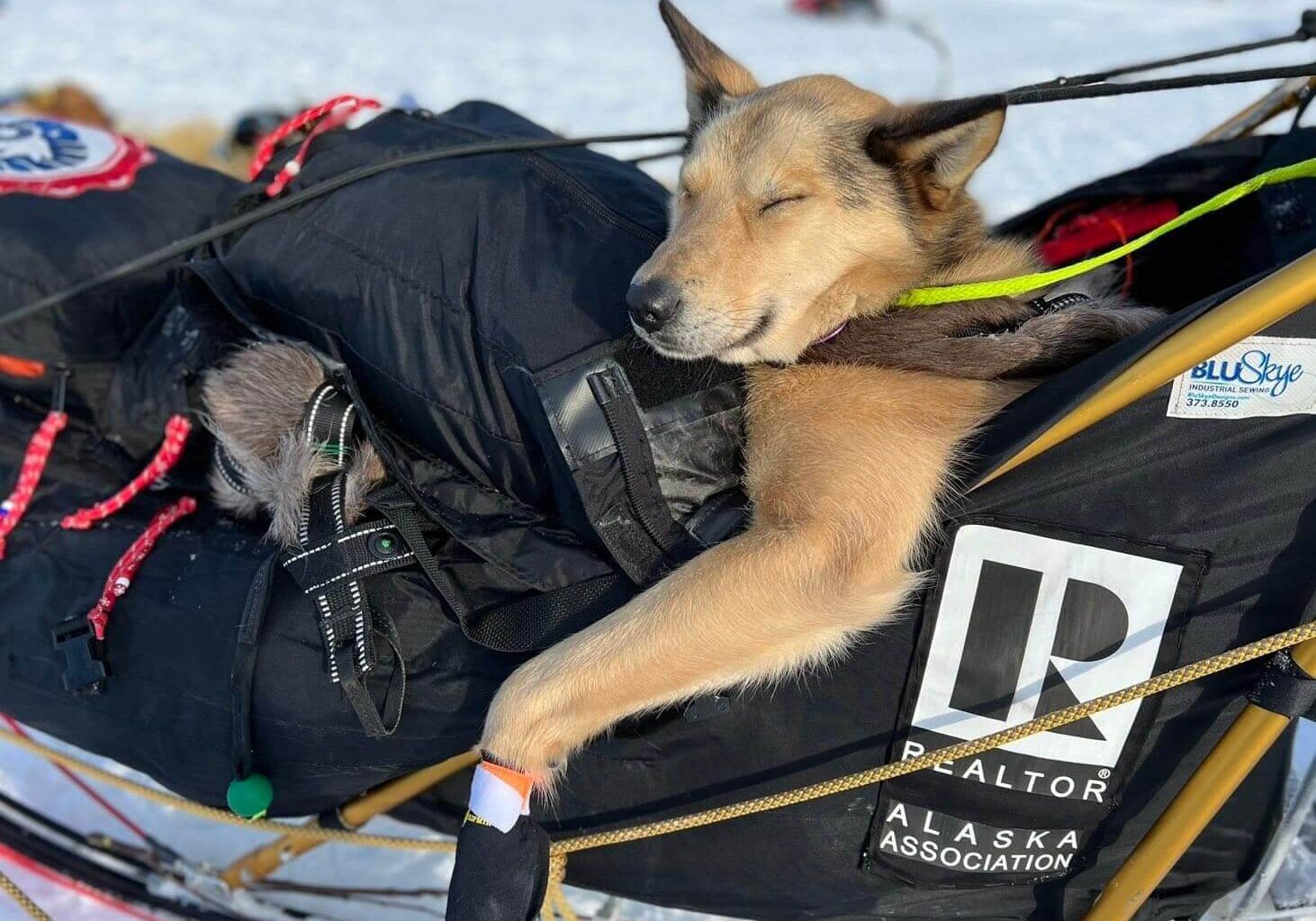 Dog in a sled